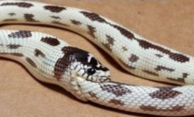 Автоканібалізм: державний рівень