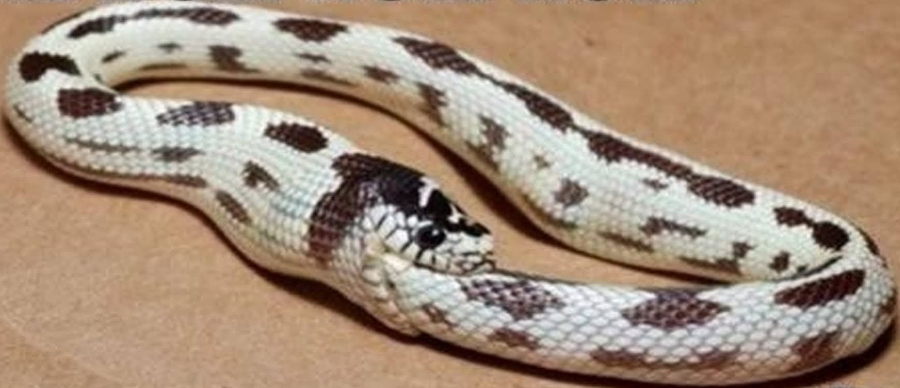 Автоканібалізм: державний рівень